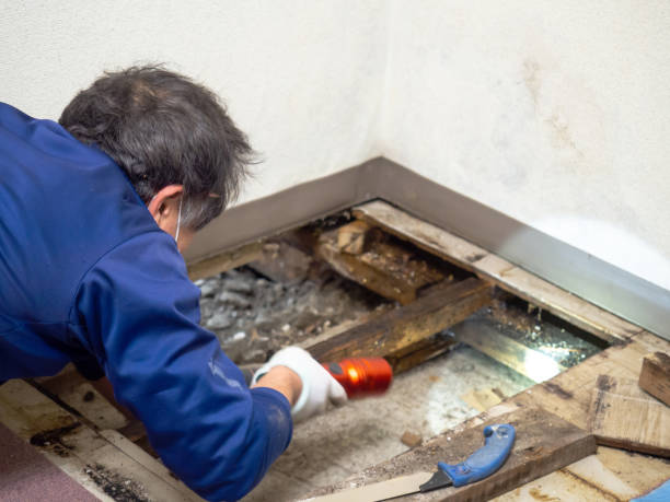 Reliable Hayward, CA Mold Remediation Solutions