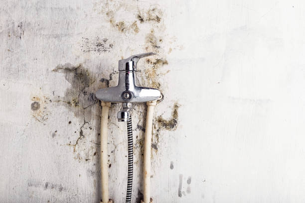 Best Residential Mold Remediation in Hayward, CA