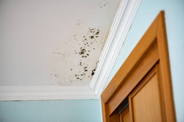 Best Attic Mold Remediation in Hayward, CA