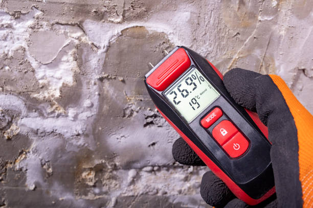 Best Basement Mold Remediation in Hayward, CA