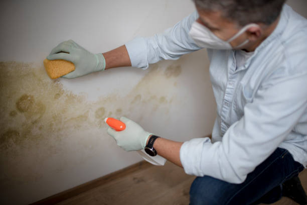 Best White Mold Remediation in Hayward, CA