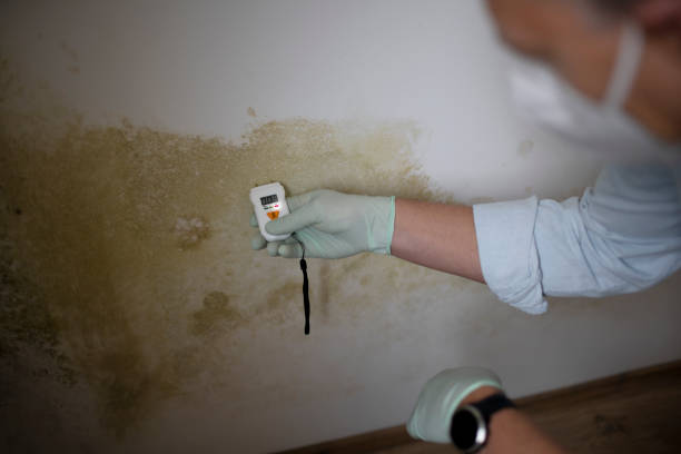 Best Commercial Mold Remediation in Hayward, CA