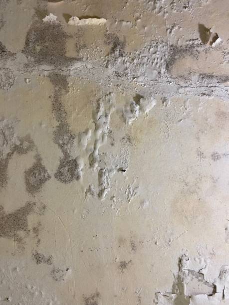 Best DIY Mold Remediation Support Services in Hayward, CA
