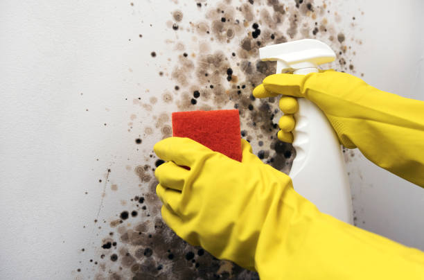 Best DIY Mold Remediation Support Services in Hayward, CA