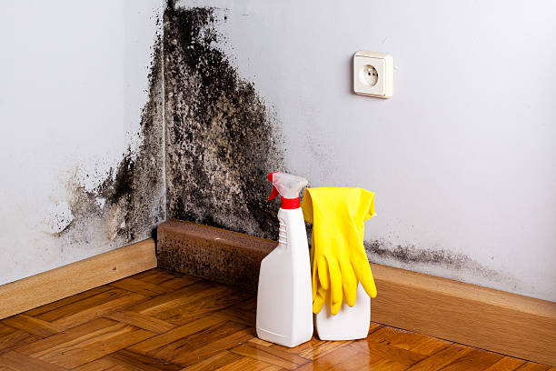 Best Post-Flood Mold Remediation in Hayward, CA