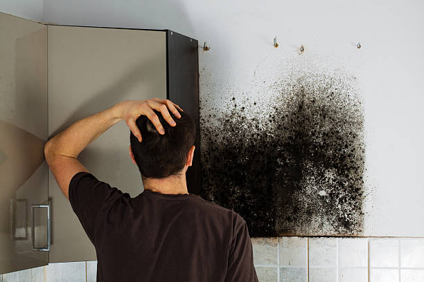 Best Preventive Mold Services in Hayward, CA