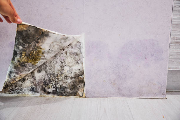 Best Residential Mold Remediation in Hayward, CA
